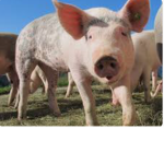 The pigs go fly fly fly when pigs fly