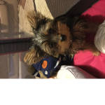 We all love puppy’s