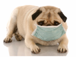 +*| Pug Life Gang |*+