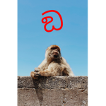 sussy monke gang