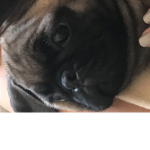 PugFamily!