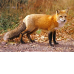 FOX KING TEAM