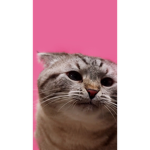 Mariah the cat …………………….