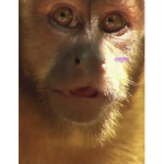 Chimpanzee group