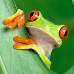gabusiazabusia