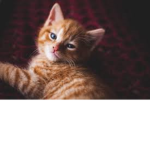 Cute cat!!