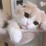 Kittyjay5's group