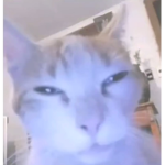 Cats are pretty cool