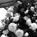 where roses die