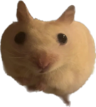 Hamster is