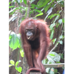 monke is cool group