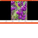 Berry mix or imi Group