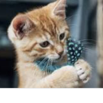Cute kitten squaaaaaad