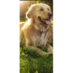 Doggo's Fan Group!