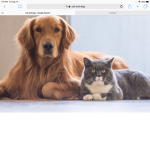 Cat doggy