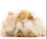 Chicken Guinea pig clan!