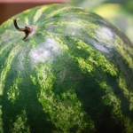 Alone Melon