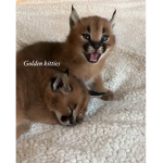 Floppa babies