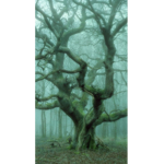Spirit Forest