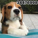 Bronx Beagles