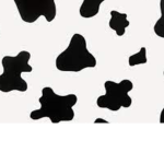 • cowssssss •