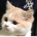 狸貓