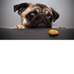 Puggels United