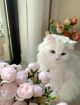 iliketulips