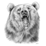 Bear Adventures Official Group