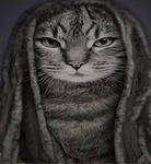 catvon
