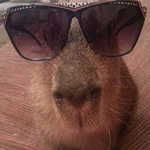 Cabybara are the best rodents