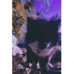 MistyAvis