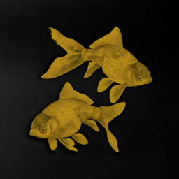 Koi Member Club