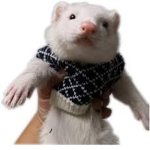 The United Republic of Ferrets