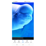 The belugas