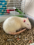 The rats that slay all day we eat the cheese