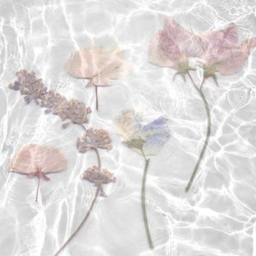 ~ dreams