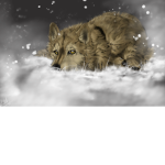 TEH LIL WOLF SQUAD