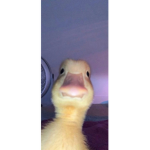 Xjsmjcjsci