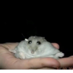 Hamster are really cool