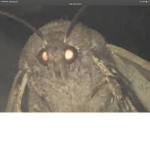 Moths United!