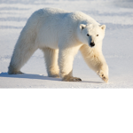 polar bear gang gang
