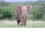 Cool Elephant