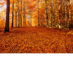 Autumn Riding Academy