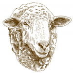 Sheeps PL