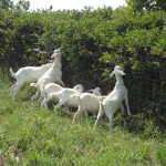 Le Goat Studios