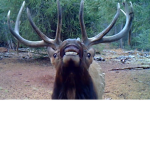 Elk United