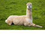 hr.llama