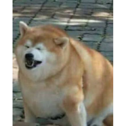 Doge runner