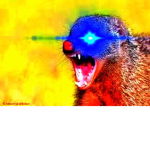 The Fighting Mongooses.